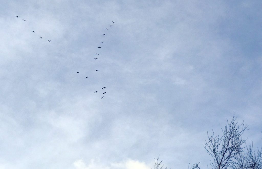 Canada Geese Flying in Formation