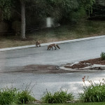 Foxes Spotted at Tree Tops